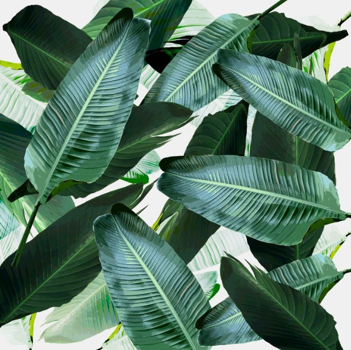 61434c177f4d55ae35a8e658f8026c35--tropical-leaves-banana-leaves